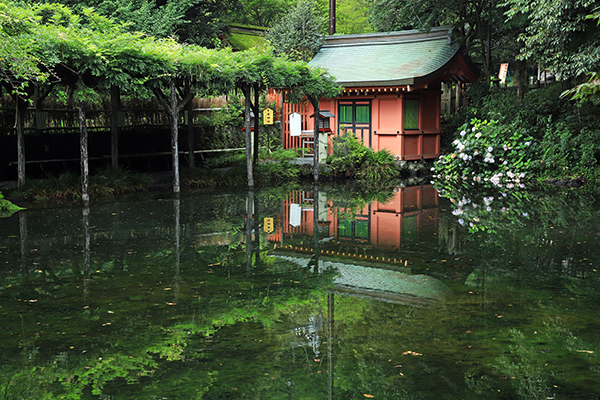 富士山本宮浅間大社湧玉池＋厳島神社（富士宮市）